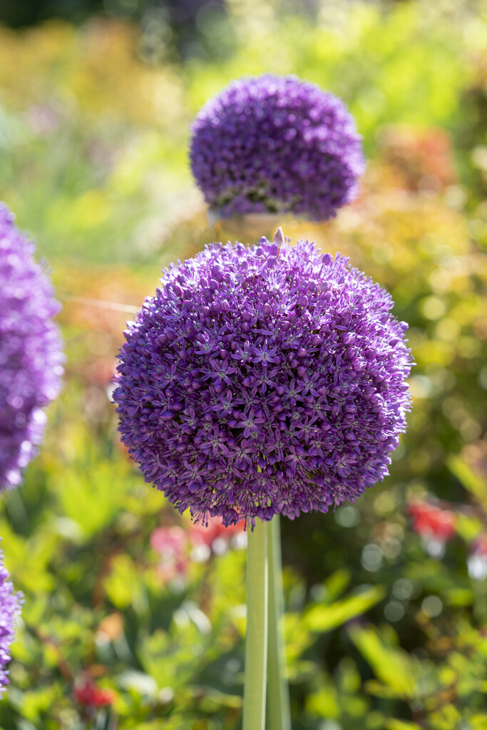 Allium Ambassador 20/24