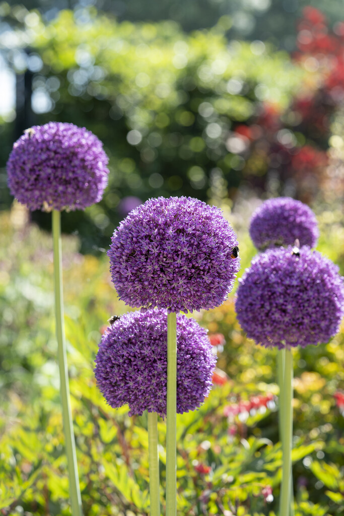 Allium Ambassador 20/24