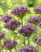 Allium Atropurpureum 10/12