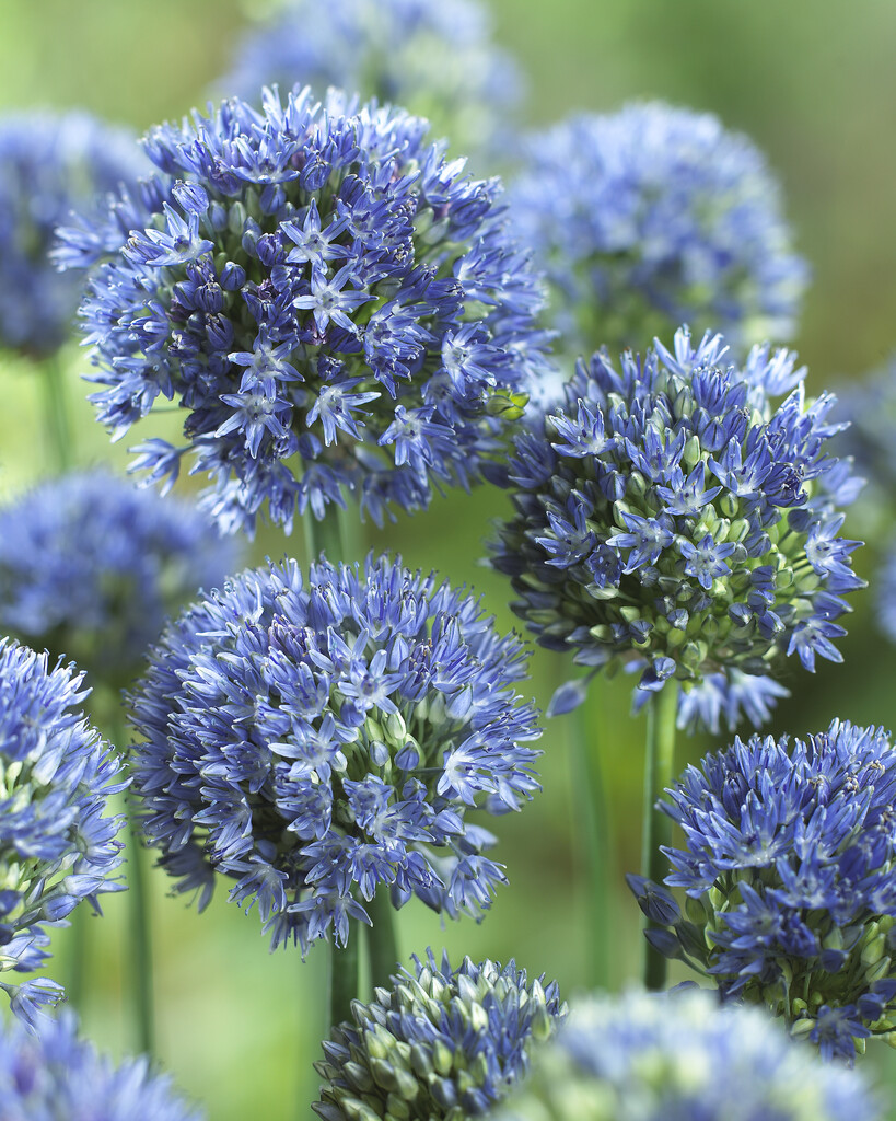 Allium Caeruleum 5/+