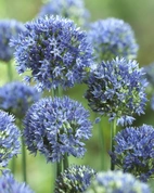 Allium Caeruleum 5/+
