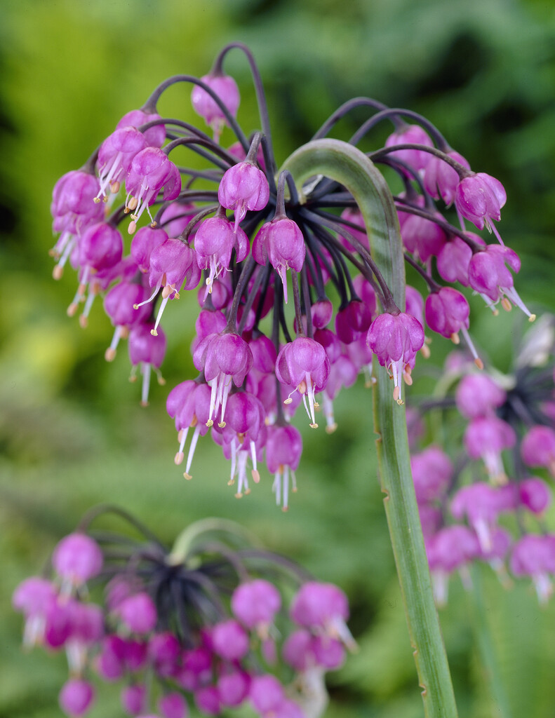Allium Cernuum I