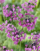 Allium Cernuum I