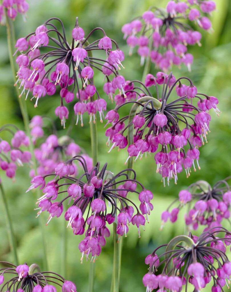 Allium Cernuum I