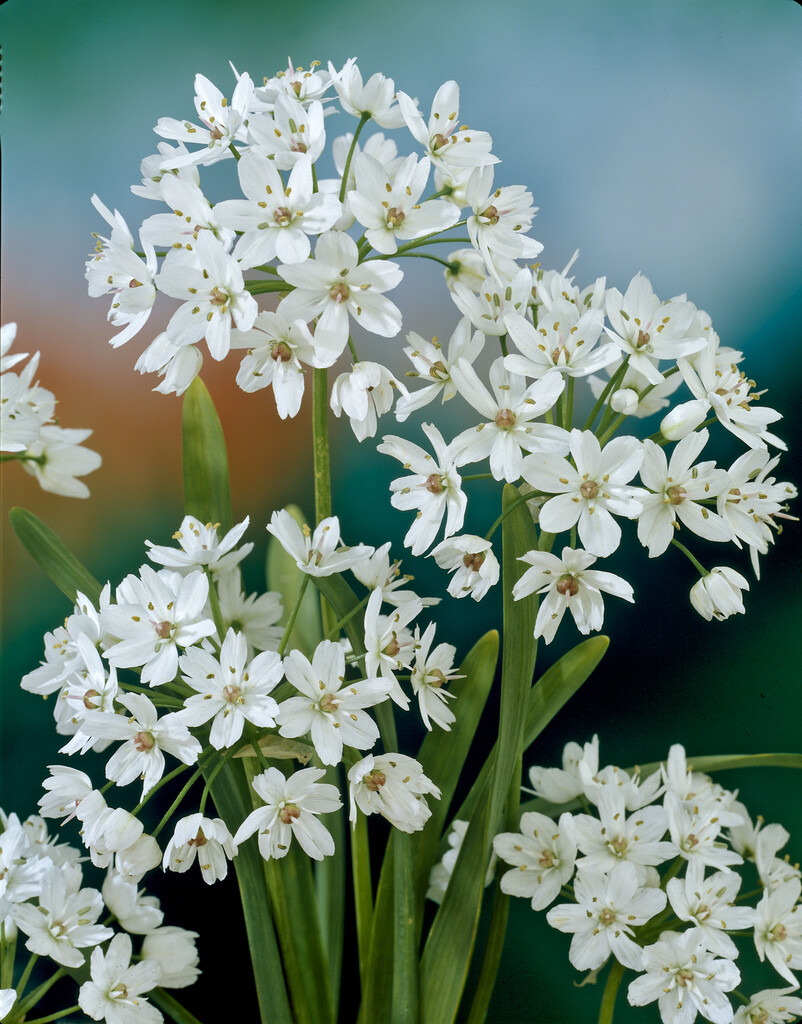 Allium Cowanii 5/+