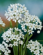 Allium Cowanii 5/+