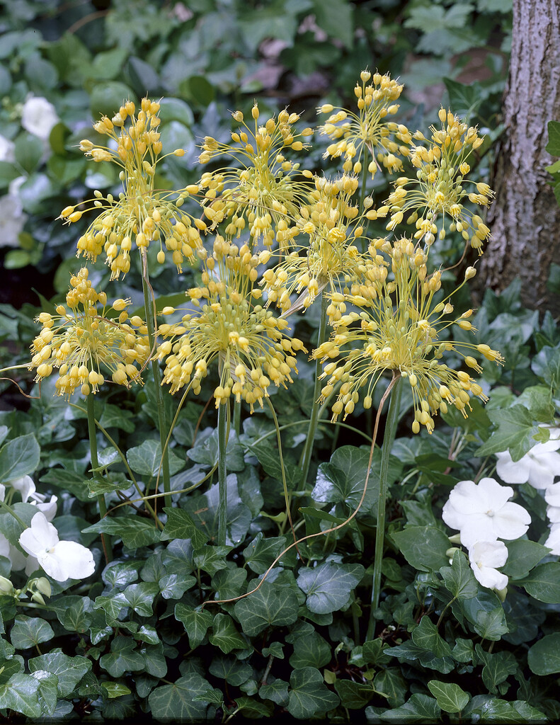 Allium Flavum I