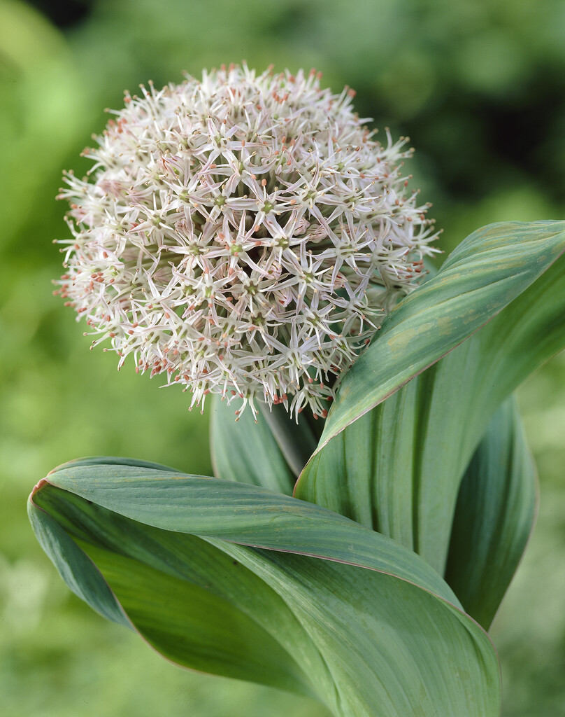 Allium Karataviense 12/14