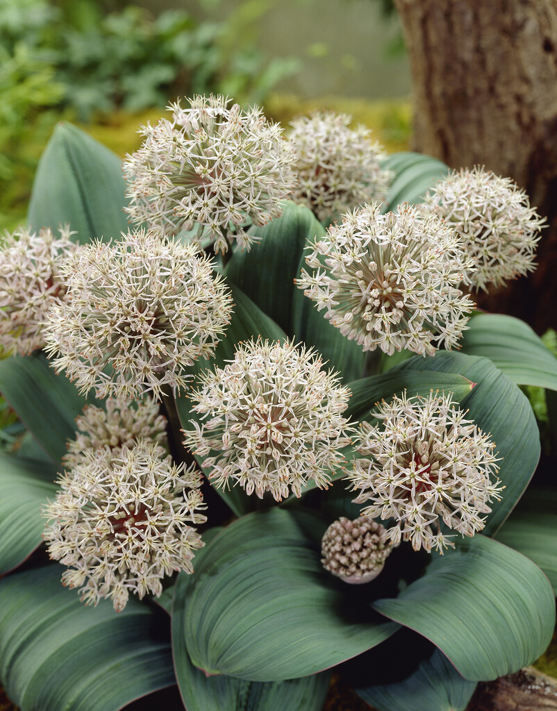 Allium Karataviense 14+ Vit ca 20 cm