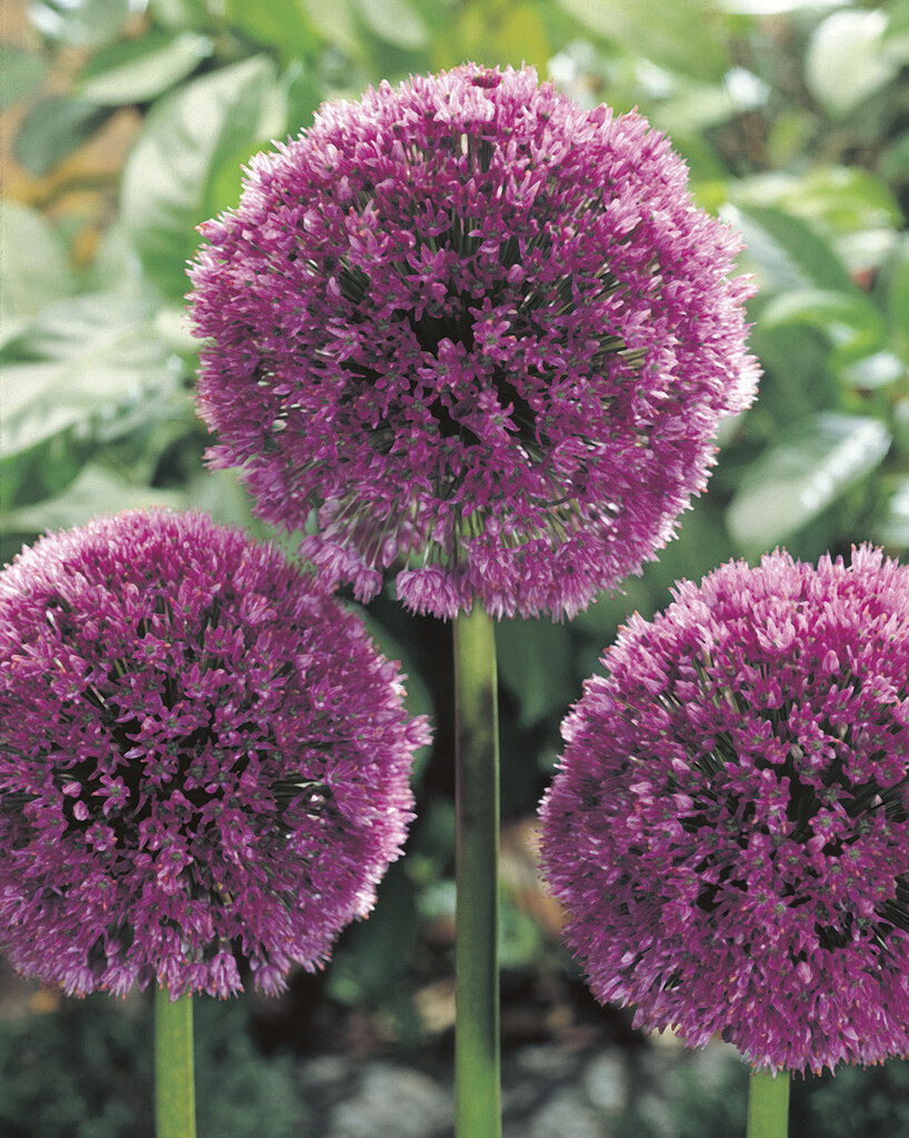 Allium Lucy Ball 20/+