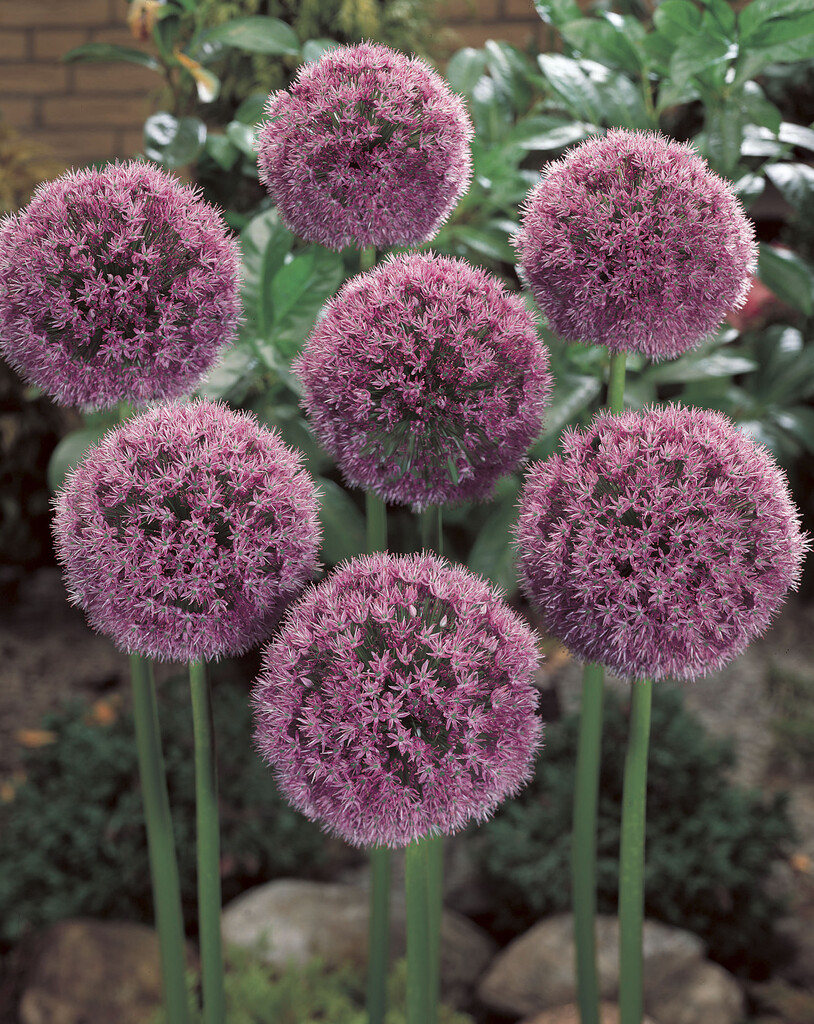 Allium Lucy Ball 20/+