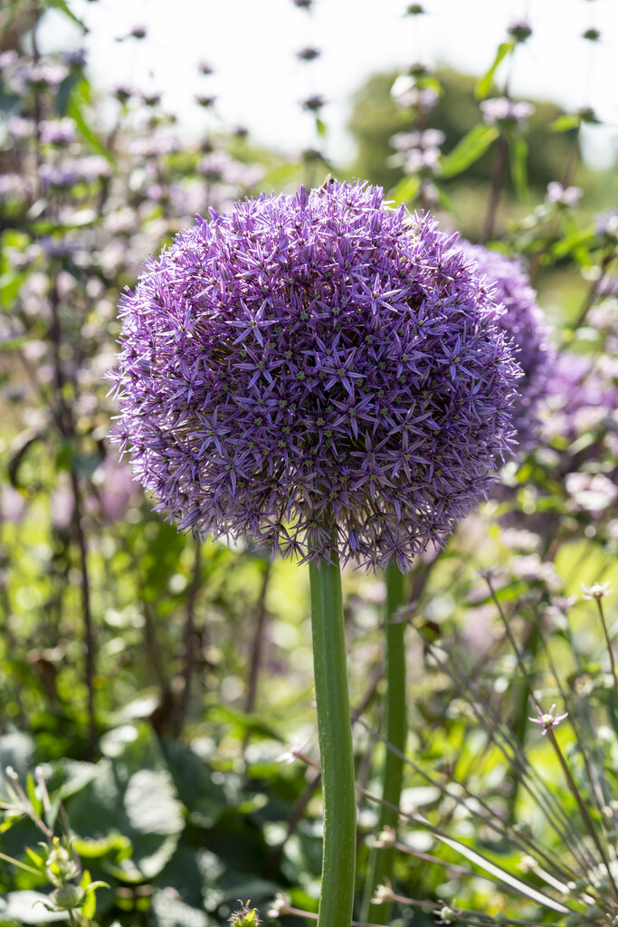 Allium Globemaster 20/22