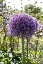 Allium Globemaster 20/22