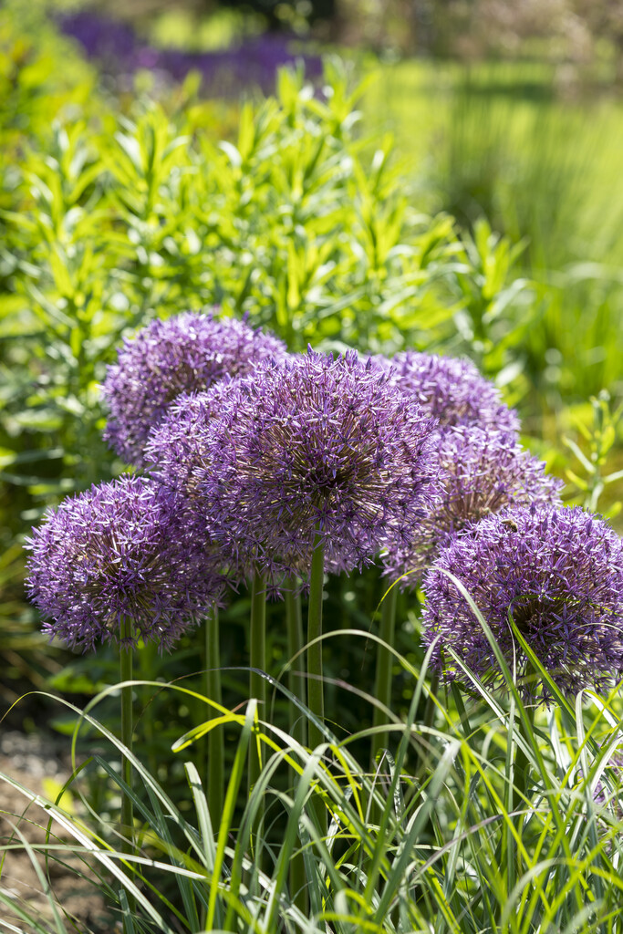 Allium Globemaster 20/22