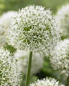 Allium Mont Blanc 22/+