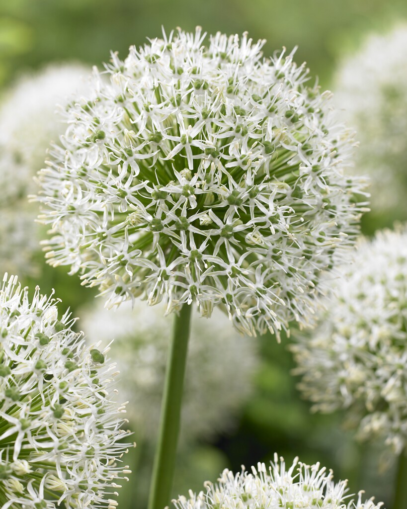Allium Mont Blanc 22/+