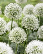 Allium Mont Blanc 22/+