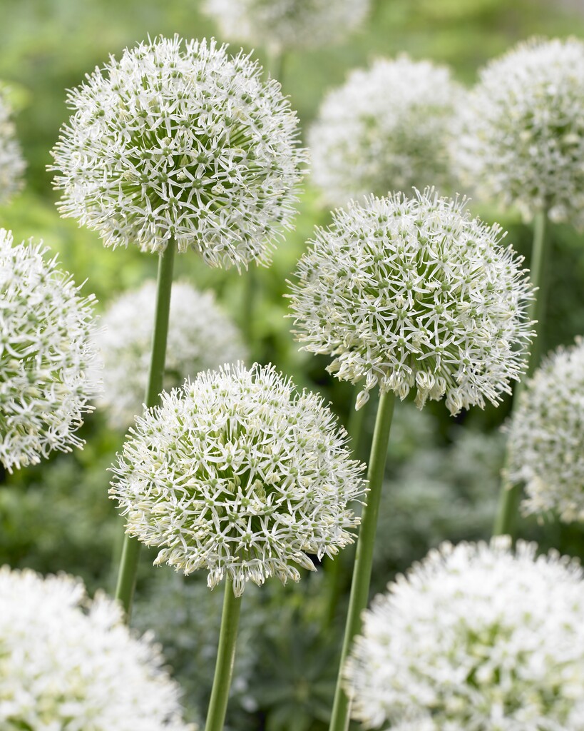 Allium Mont Blanc 22/+