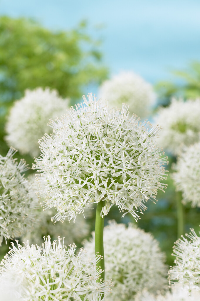 Allium Mount Everest 20/+