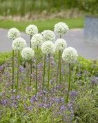 Allium Mount Everest 20/+