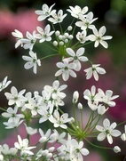 Allium Neapolitanum 5/6