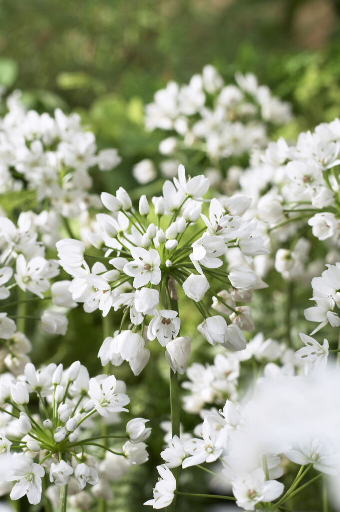 Allium Neapolitanum 5/6