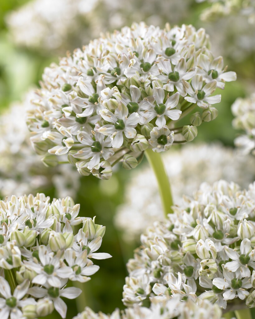 Allium Nigrum 12/+