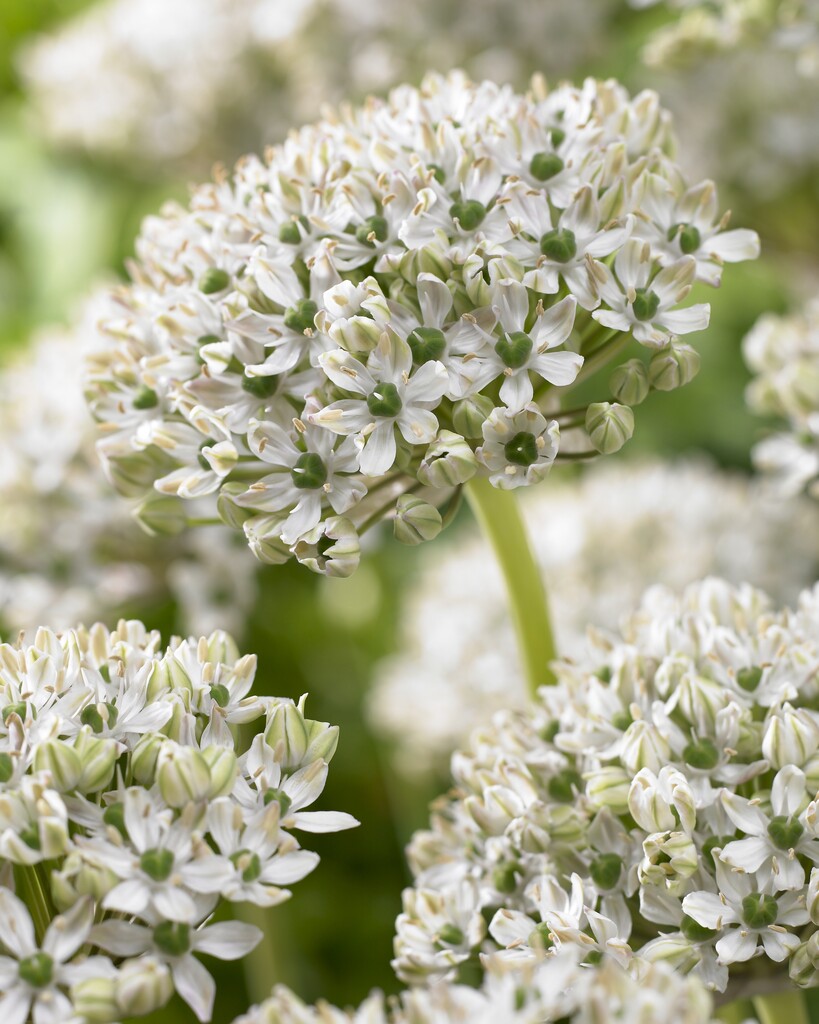 Allium Nigrum 10/12