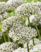 Allium Nigrum 10/12