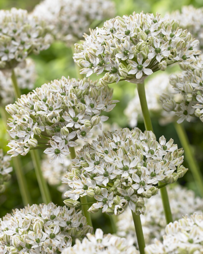 Allium Nigrum 10/12