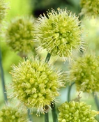 Allium Obliquum (per October) I
