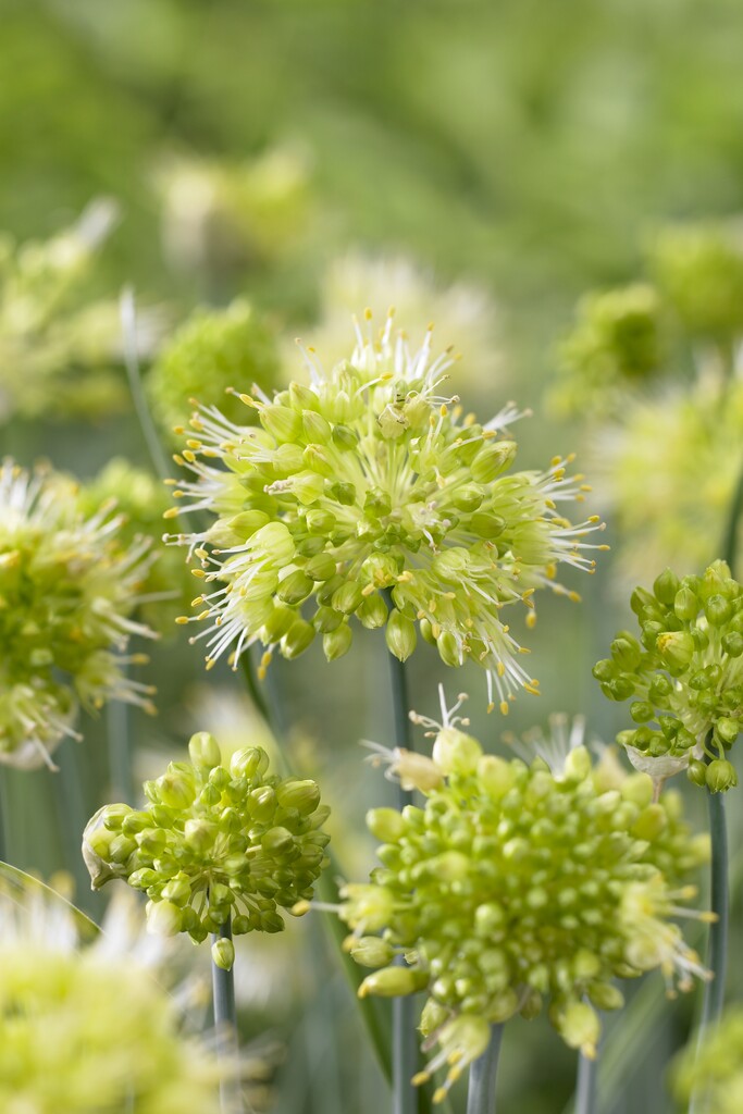 Allium Obliquum (per October) I