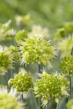 Allium Obliquum (per October) I