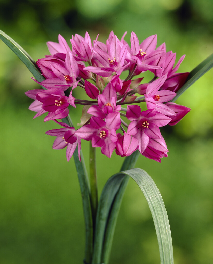 Allium Oreophilum 5/+
