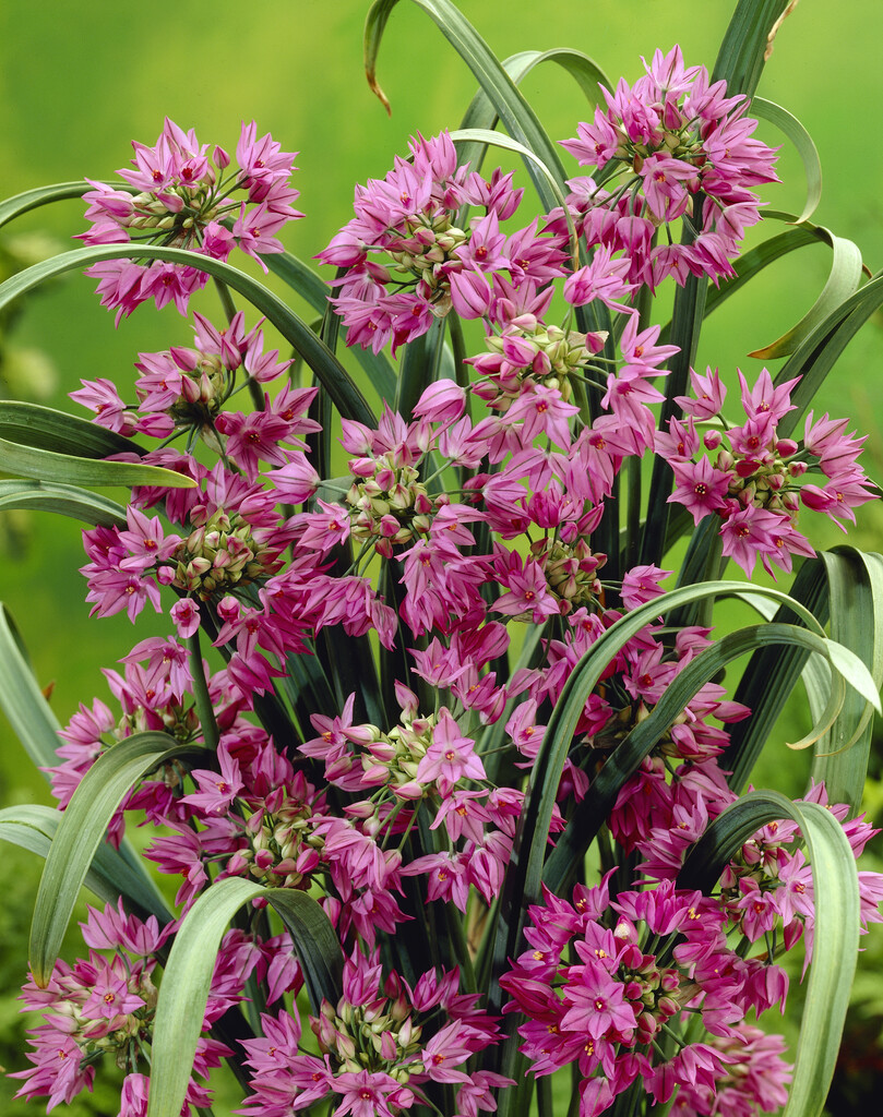 Allium Oreophilum 5/+