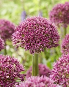 Allium Ostara 14/16