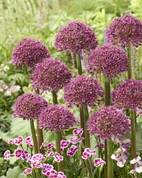 Allium Ostara 14/16