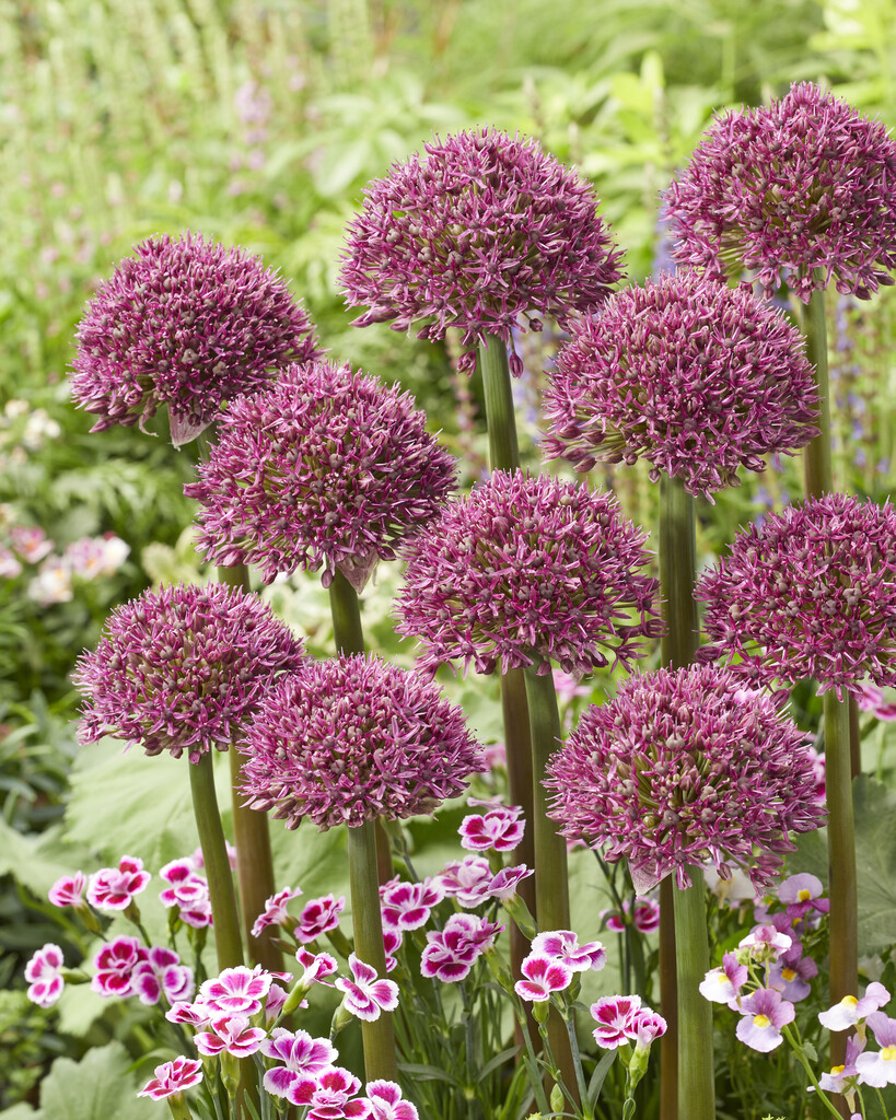Allium Ostara 14/16