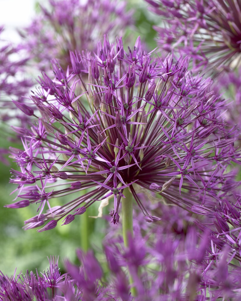 Allium Purple Rain 12/14