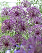 Allium Purple Rain 12/14