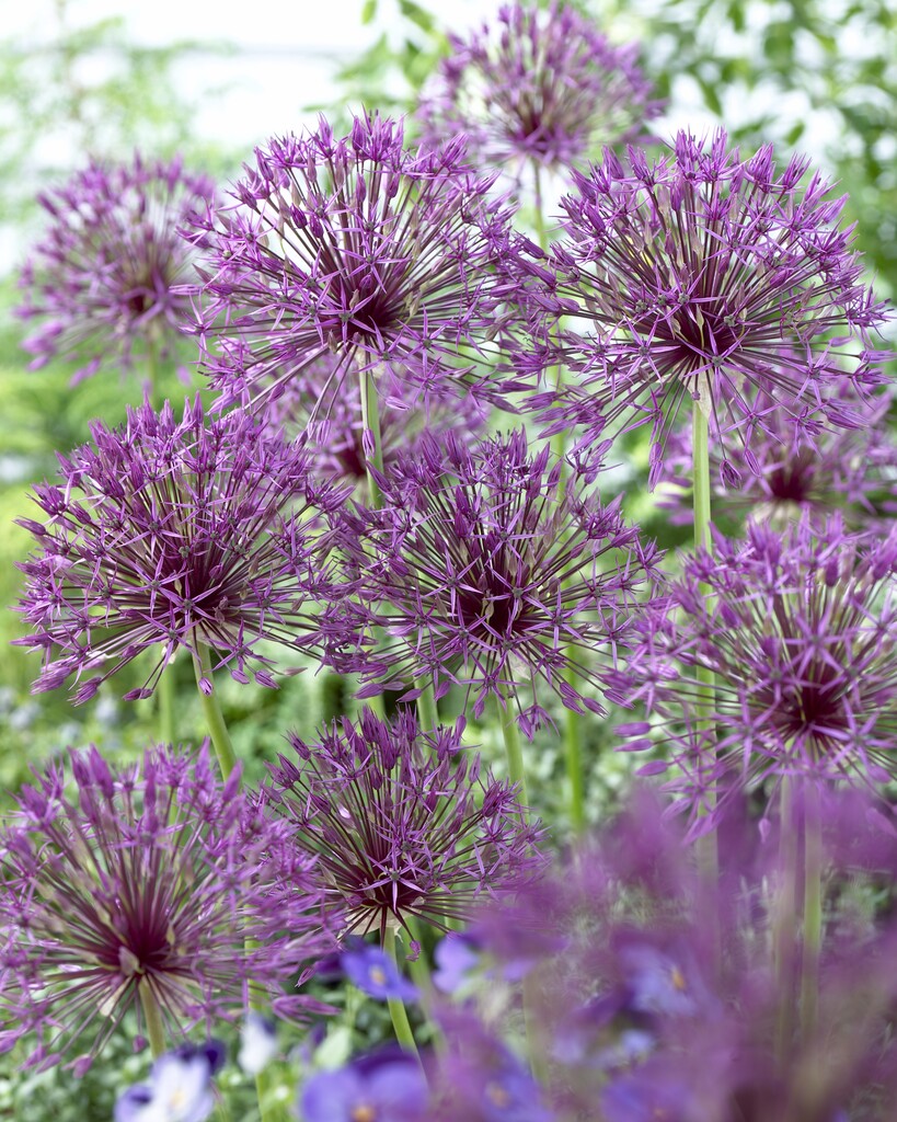 Allium Purple Rain 14/16