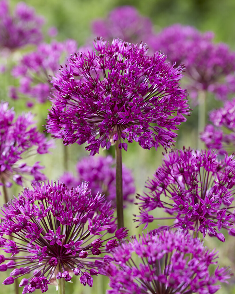 Allium Purple Sensation 12+