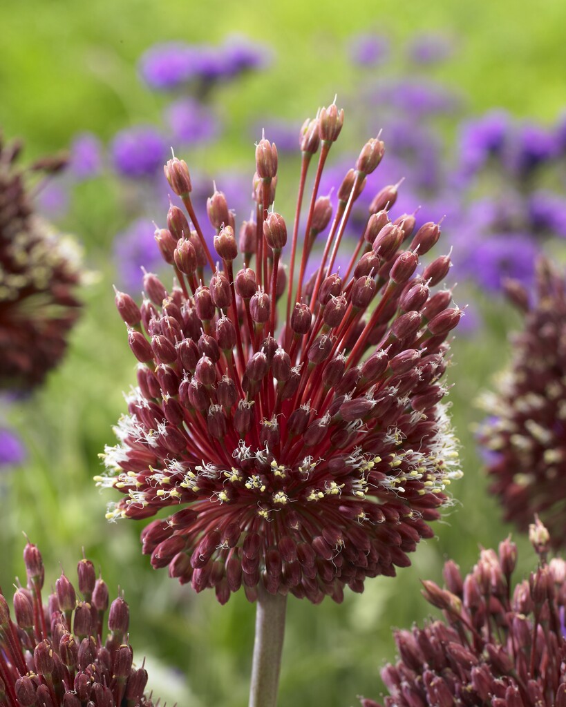 Allium Red Mohican 12/+