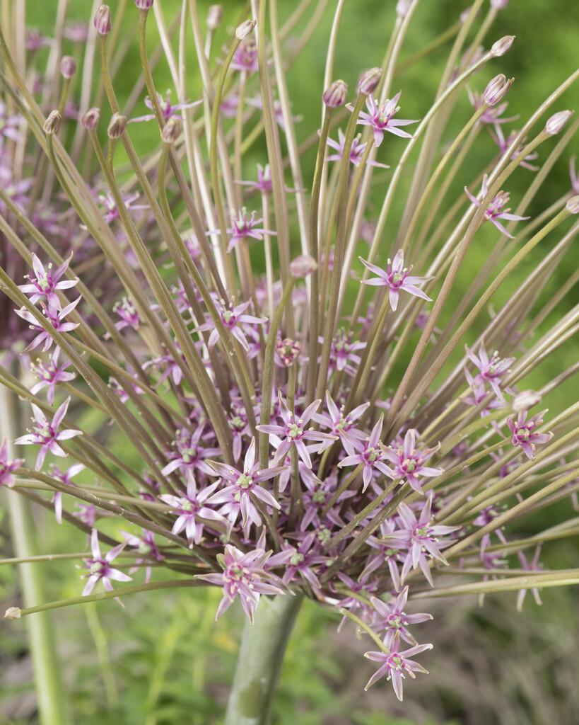 Allium Schubertii 12/14