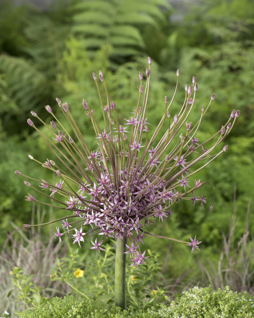 Allium Schubertii 12/14