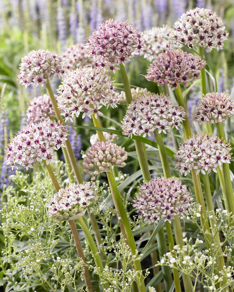 Allium Silver Spring 12/14