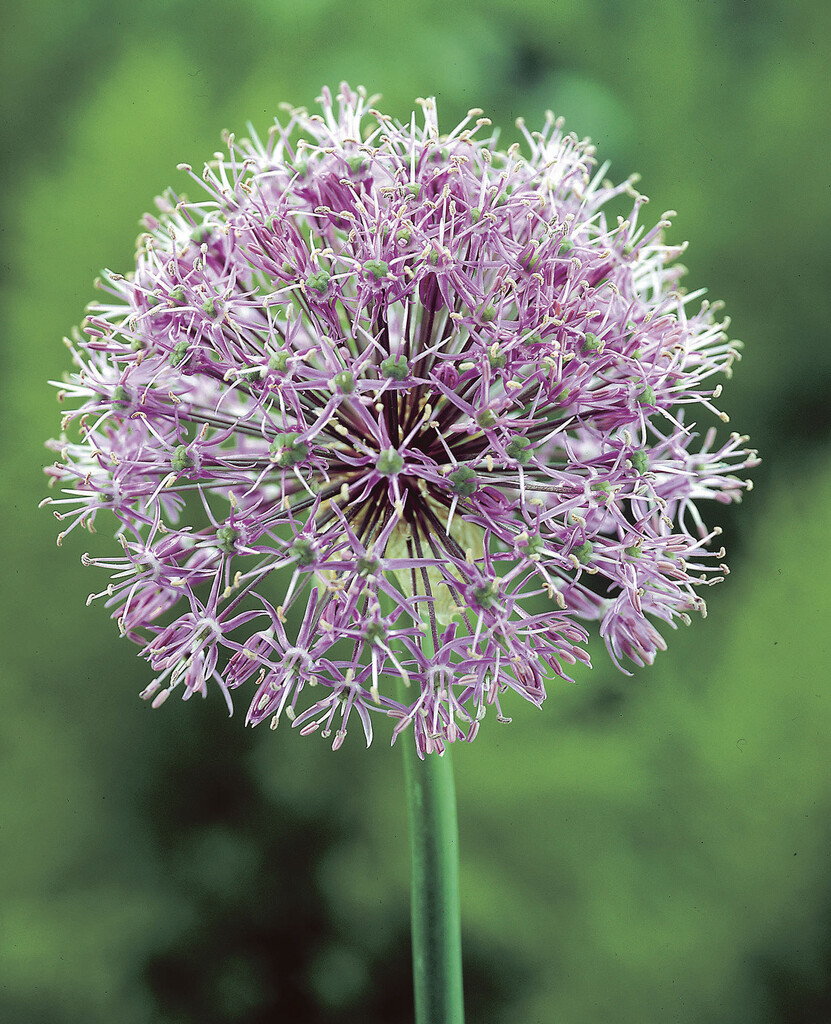 Allium Stipitatum 22/+