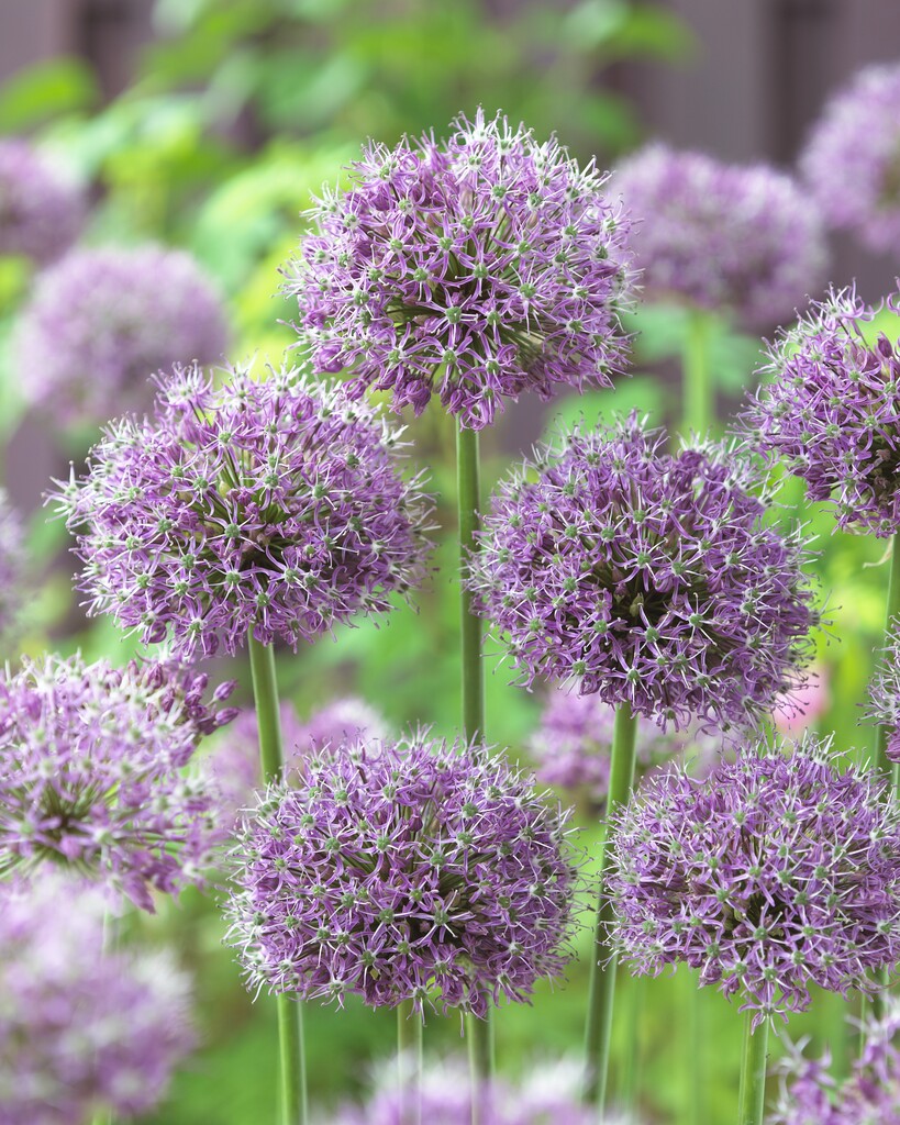 Allium Stipitatum 22/+