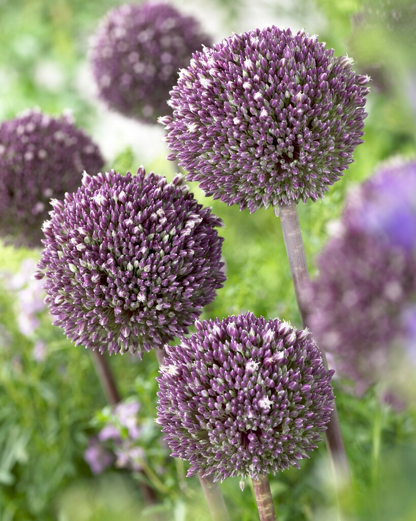 Allium Summer Drummer 14/16