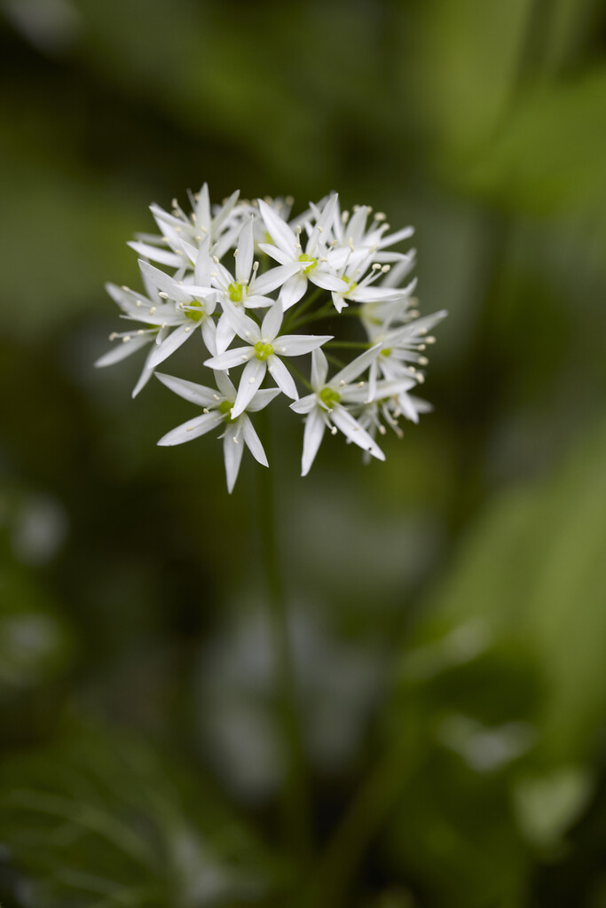 Allium Ursinum I